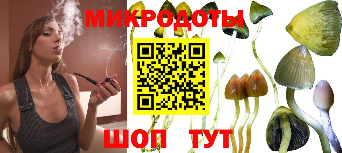 Псилоцибиновые грибы Psilocybe Унеча